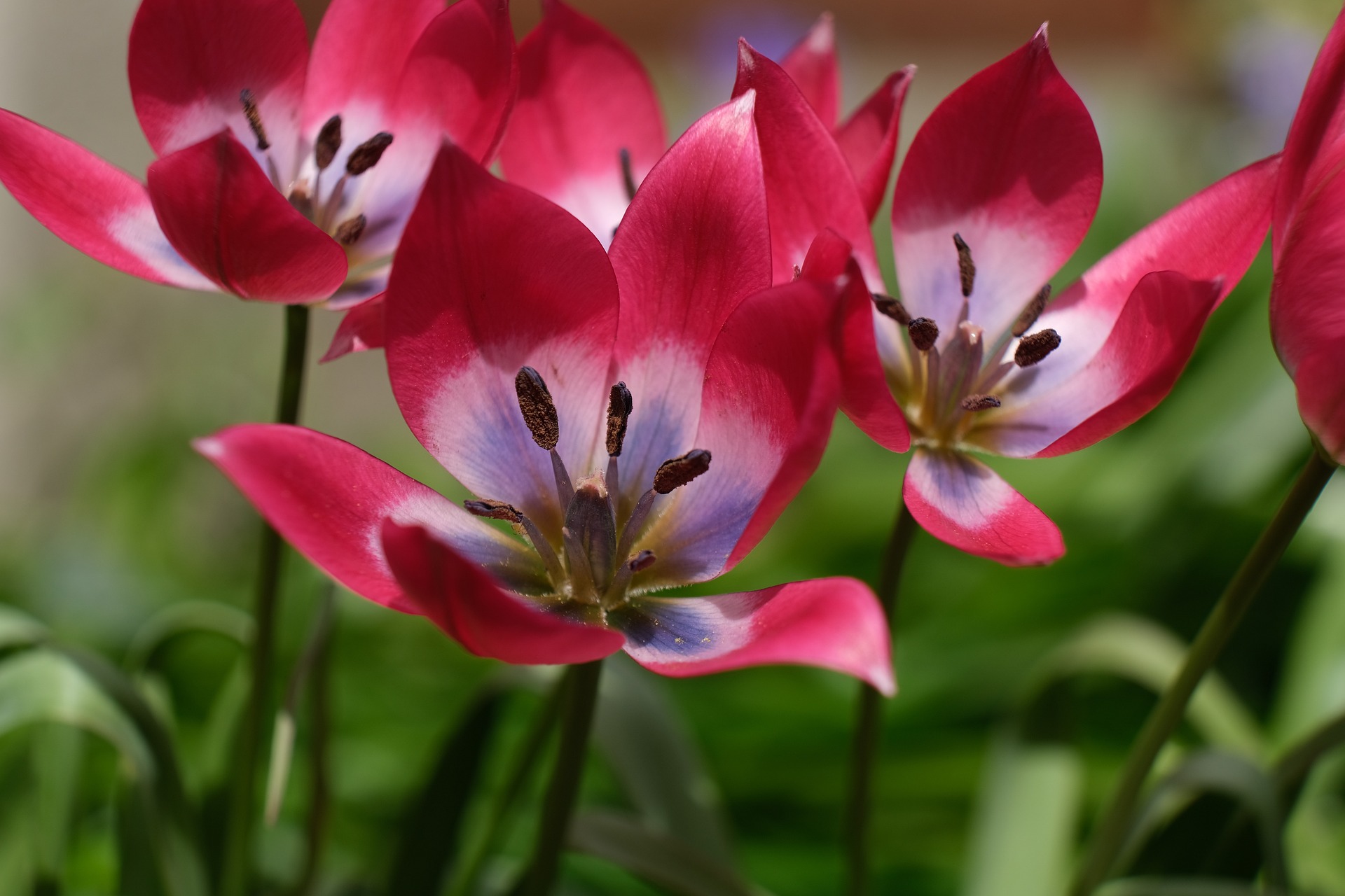 The Earliest-Blooming Spring Bulbs | Almanac.com